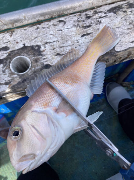 天秤シロアマダイ