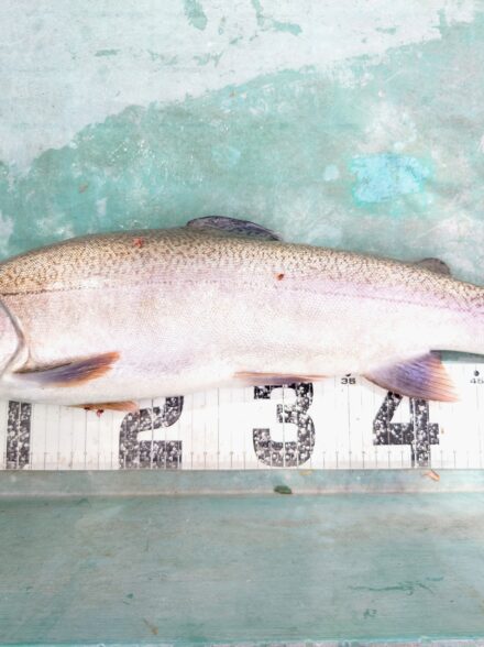 サンクチュアリで大物ゲット！