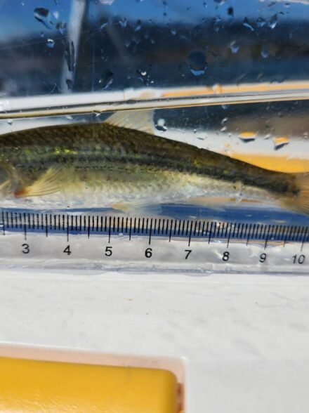 琵琶湖にてホンモロコ釣り。