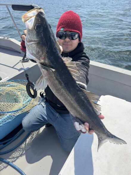 穴打ちシーバスバイト連発！