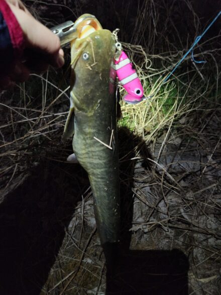 今シーズン初なまず！