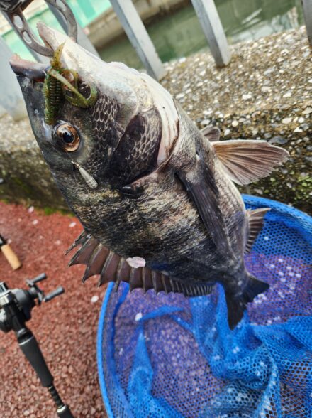 東京湾でサイトチニング