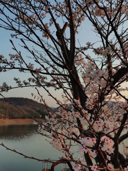 4月初旬の東条湖