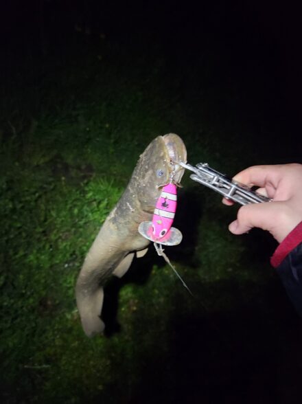 仕事終わりにナマズ釣り!