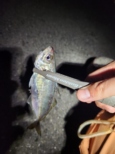 久々の東京湾オカッパリアジング