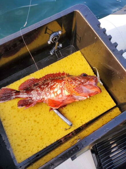 三重県 錦湾ボート釣行 File.2