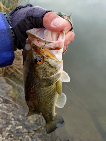 4月初旬の淀川城北ワンド短時間釣行