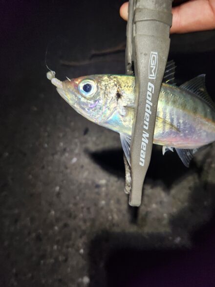 マズメの東京湾オカッパリアジング