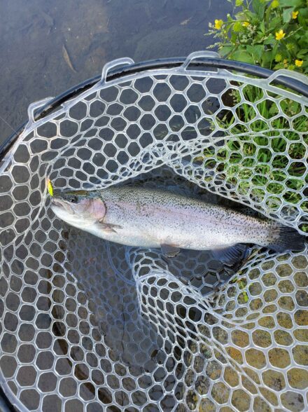 すそのフィッシングパーク　目指すは50cmアップ！