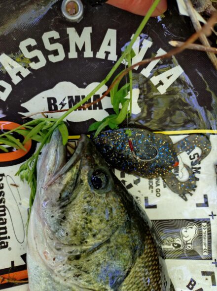 淀川バス釣り城北ワンド4月中旬