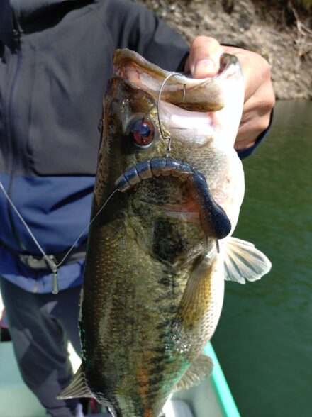 ロクマルフィールド津風呂湖4月中旬