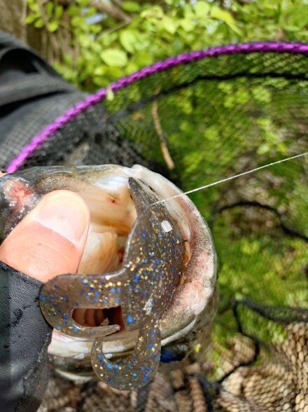 マザーリバー淀川大塚ワンド4月中旬