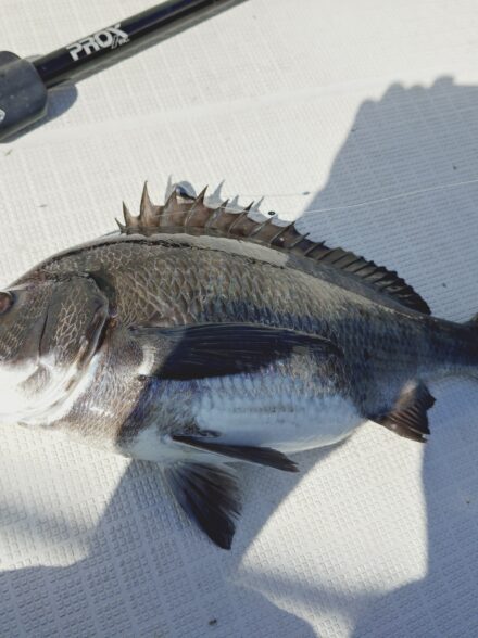 ボートチニング釣行！