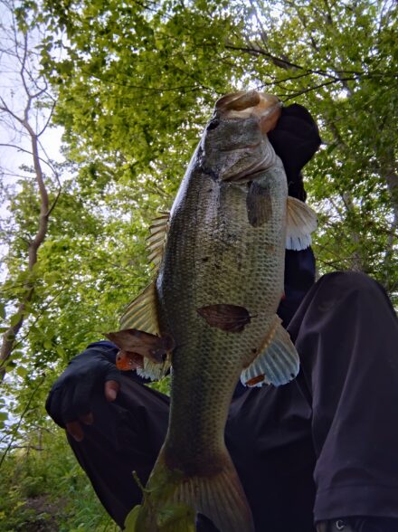 マザーリバー淀川大塚ワンド4月下旬