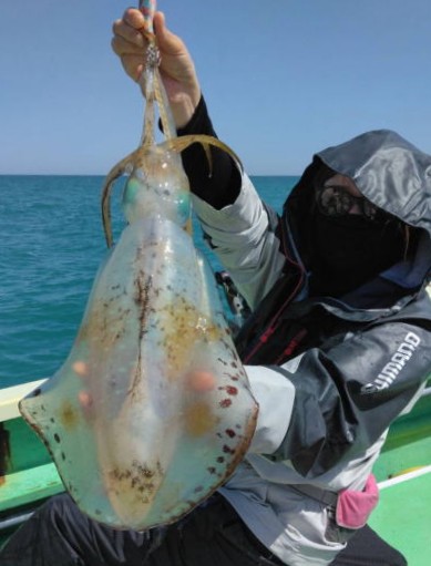 相模湾アオリイカに挑戦✨