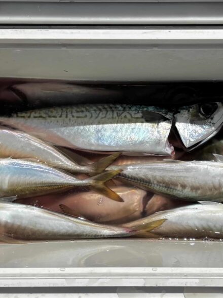 はやし渡船さんでアジ