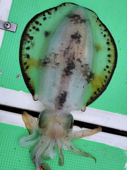 相模湾奥にて今季も当たり年(？)の春アオリイカ狙い・その①！！