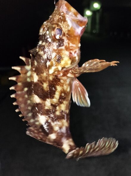 西伊豆でアジング調査