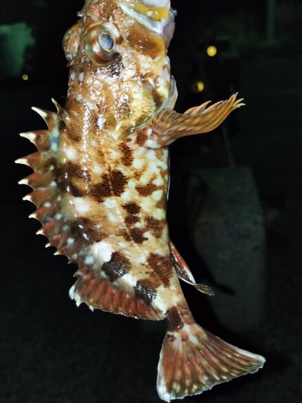 船(コマセ)釣りアフターフィッシング