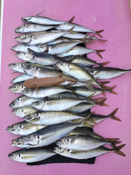 ビシアジ釣りは期待を裏切らない？？