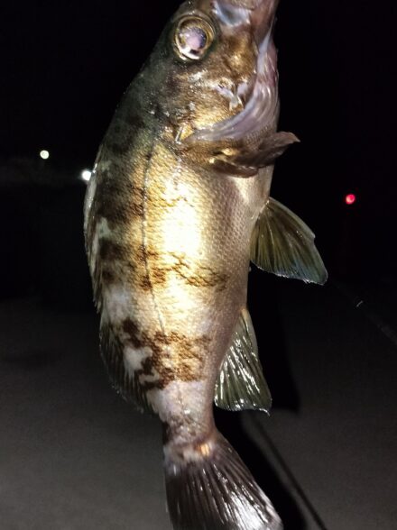 西湘エリアでライトソルトゲーム