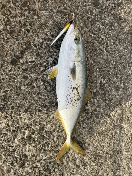 ショアジギングin小浦一文字