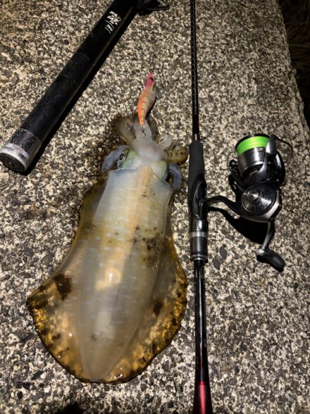 伊豆春イカエギング