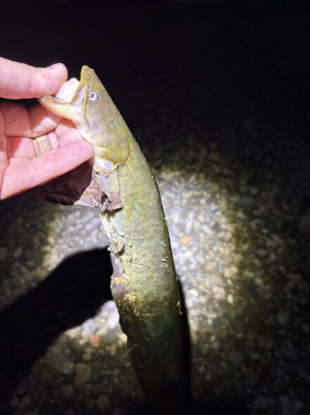 全員安打なるか!?ナマズ捜索隊