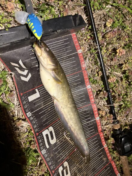 短時間ナマズチャレンジ！