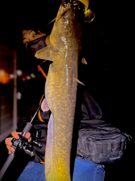 ナマズに取り憑かれた男たちの遊び