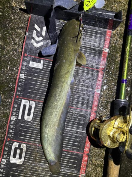 みんなでナマズゲーム！