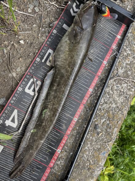 デイナマ5キャッチ！