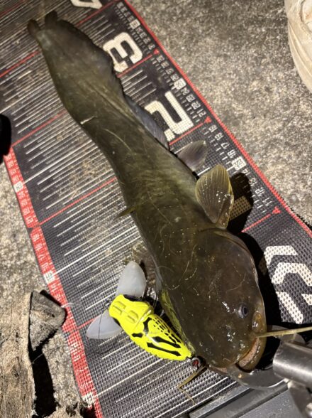 激渋の中6キャッチ！