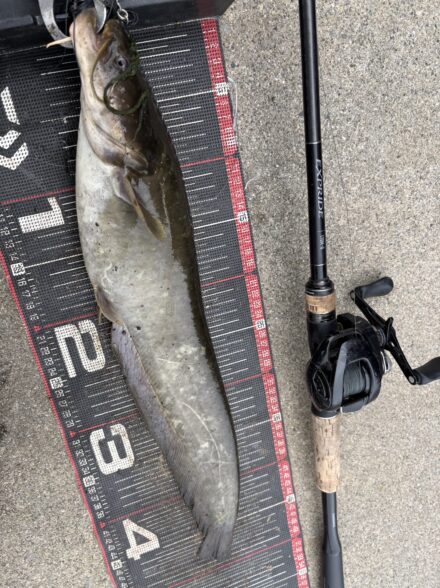 デイナマ3キャッチでシーズン50本！