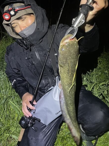 雨ナマズ好調！