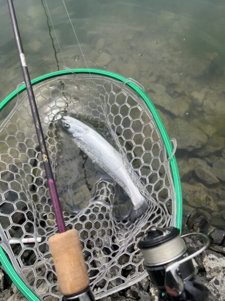 オフショアアングラーが行くエリアトラウト