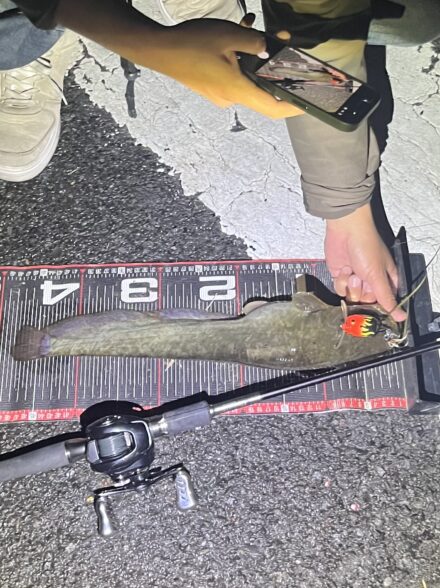 弾丸ナマズ釣行①