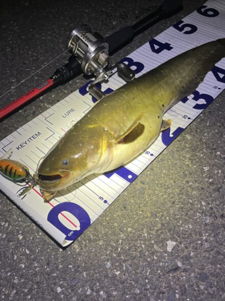 オフショアアングラーが行くナマズトップゲーム