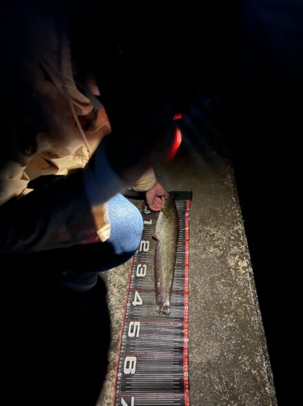 オフショアアングラーが行くナマズトップゲーム