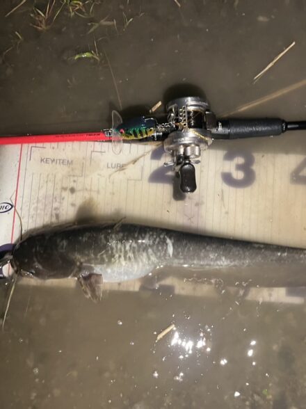 オフショアアングラーが行くナマズトップゲーム④