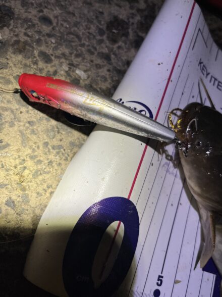 オフショアアングラーが行くナマズトップゲーム⑤