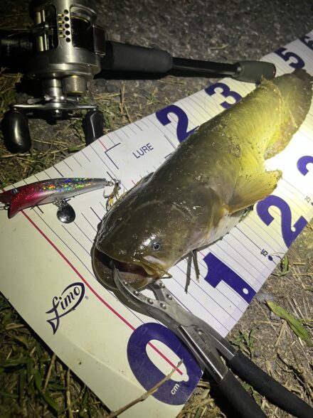 オフショアアングラーが行くナマズトップゲーム⑥