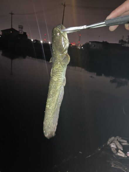 オフショアアングラーが行くナマズトップゲーム⑦