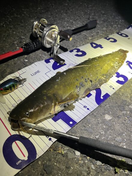 オフショアアングラーが行くナマズトップゲーム⑧