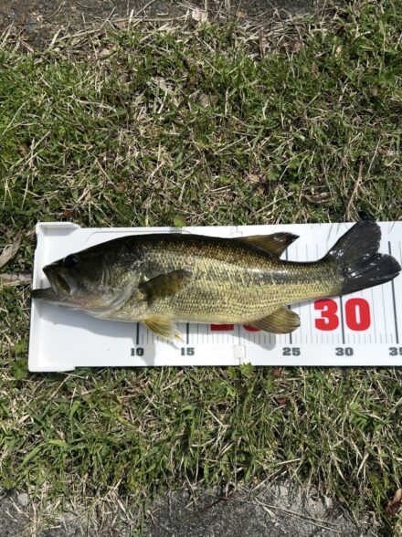 瀬田川散歩１🌸　