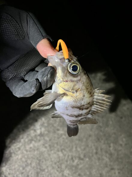 三重でメバリング