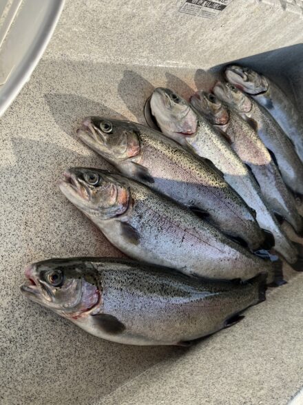 おいしい高島サーモン