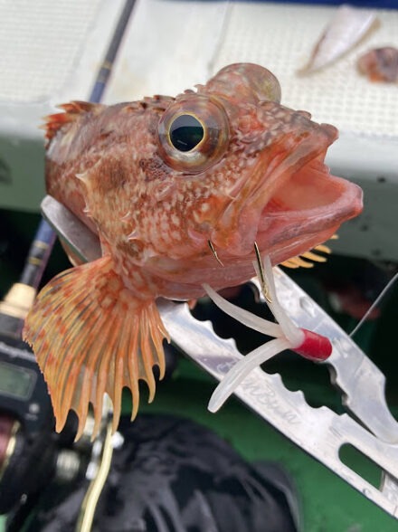 癒しの根魚釣り