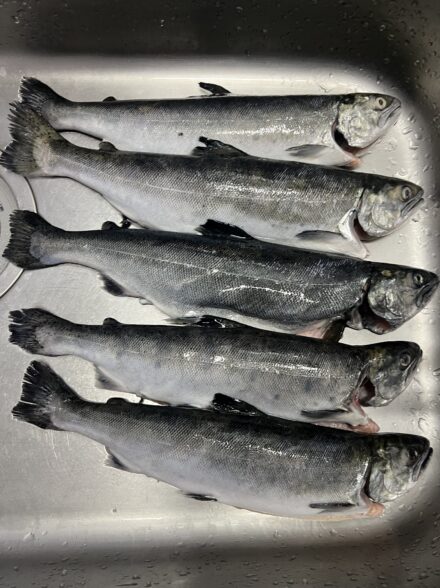 高田釣行便 海恵サーモンコーナー