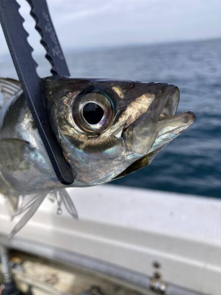 加太沖船五目釣り